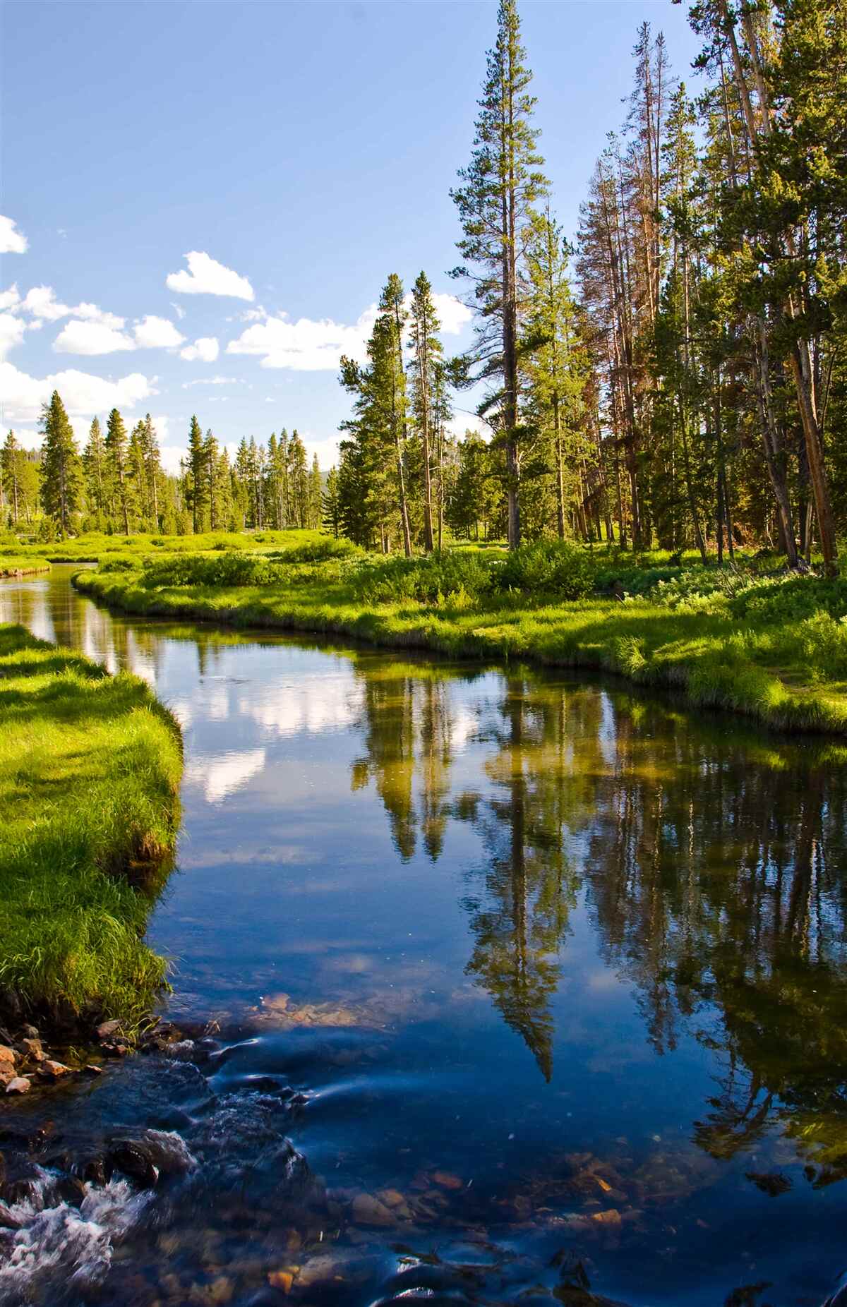 Papier peint ruisseau de forêt parmi les conifères en été