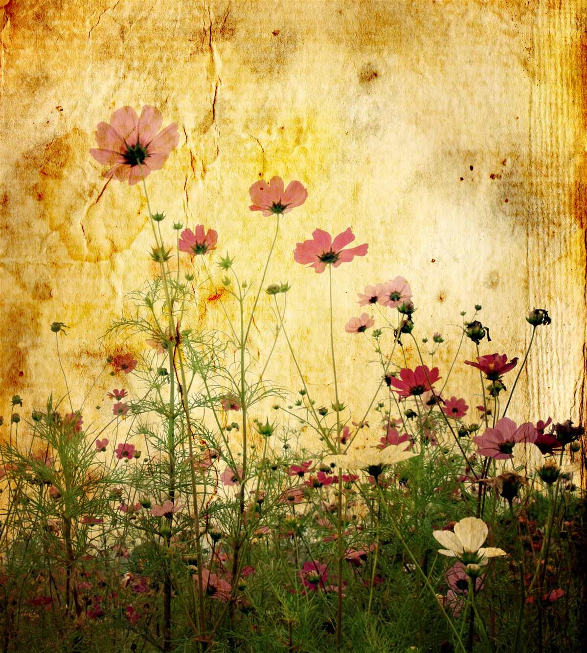 Papier peint prairie parsemée de coquelicots