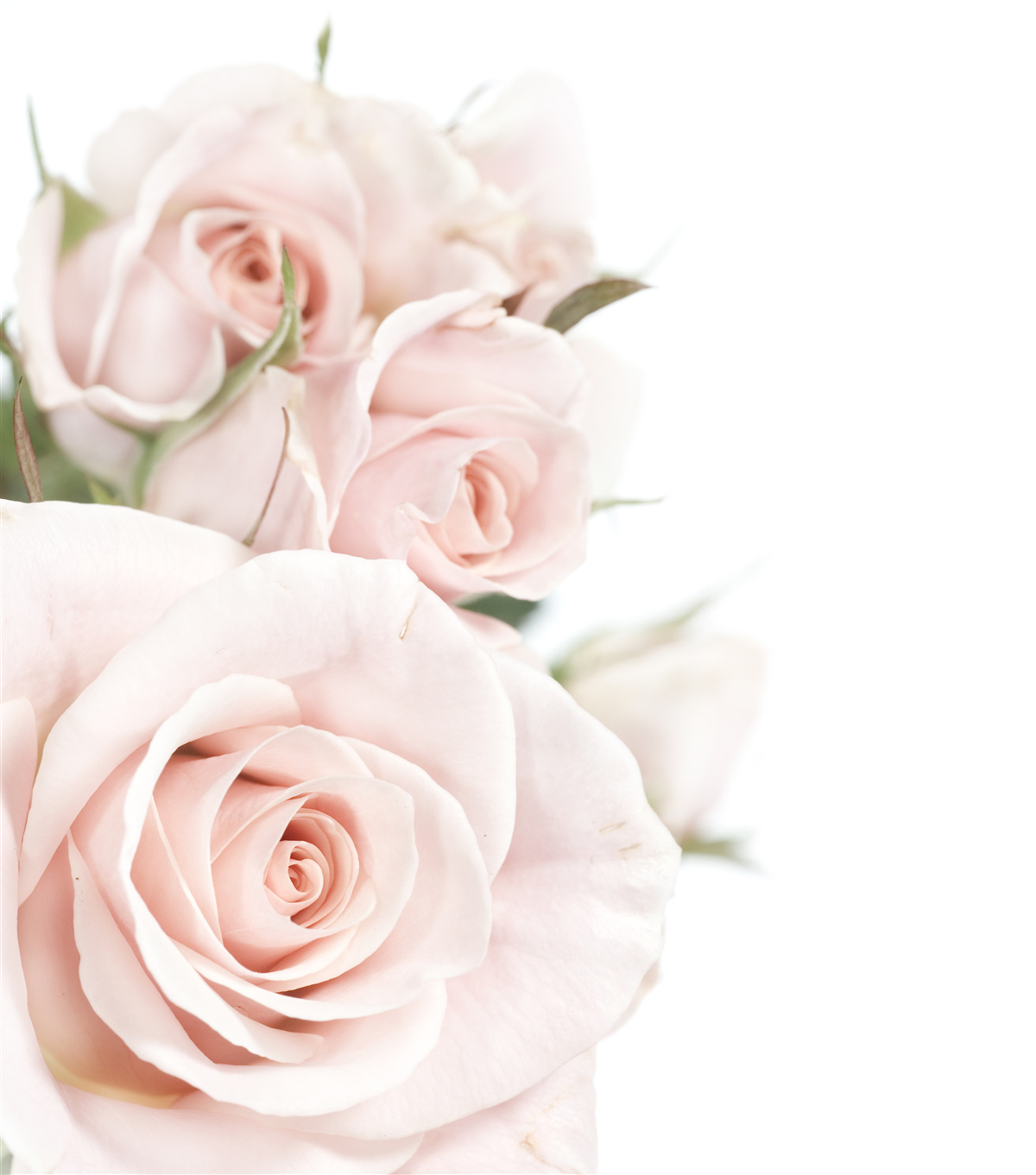 Papier peint bouquet de roses délicates dans des tons clairs