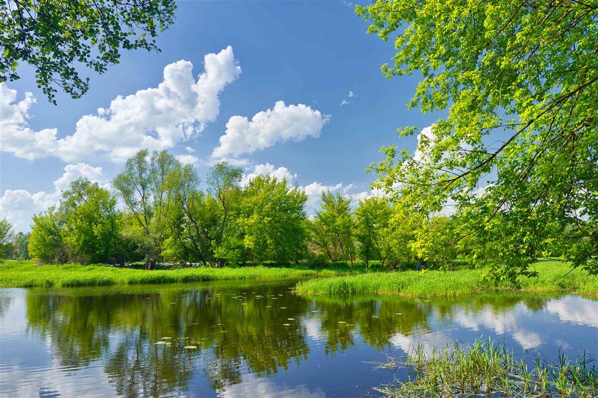 Papier peint les eaux calmes de la rivière des forêts
