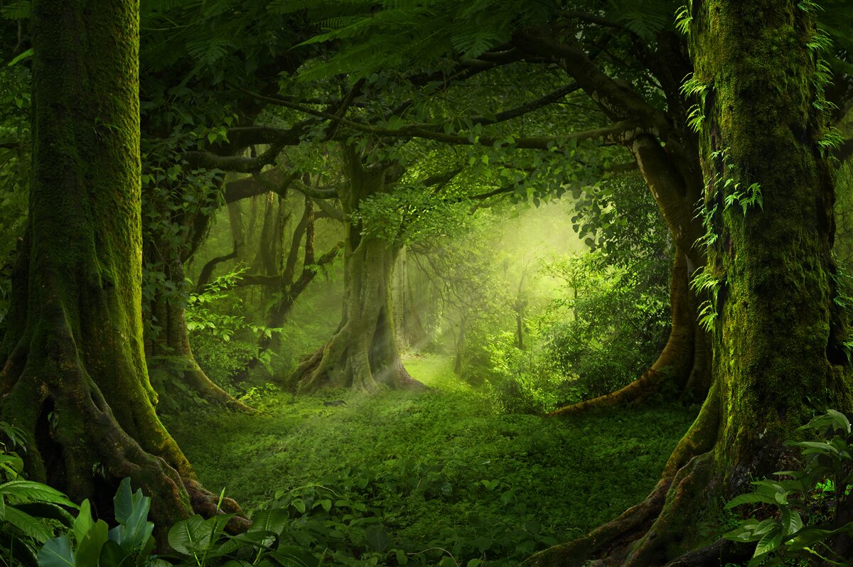 Papier peint les rayons du soleil pénètrent les arbres touffus de la forêt