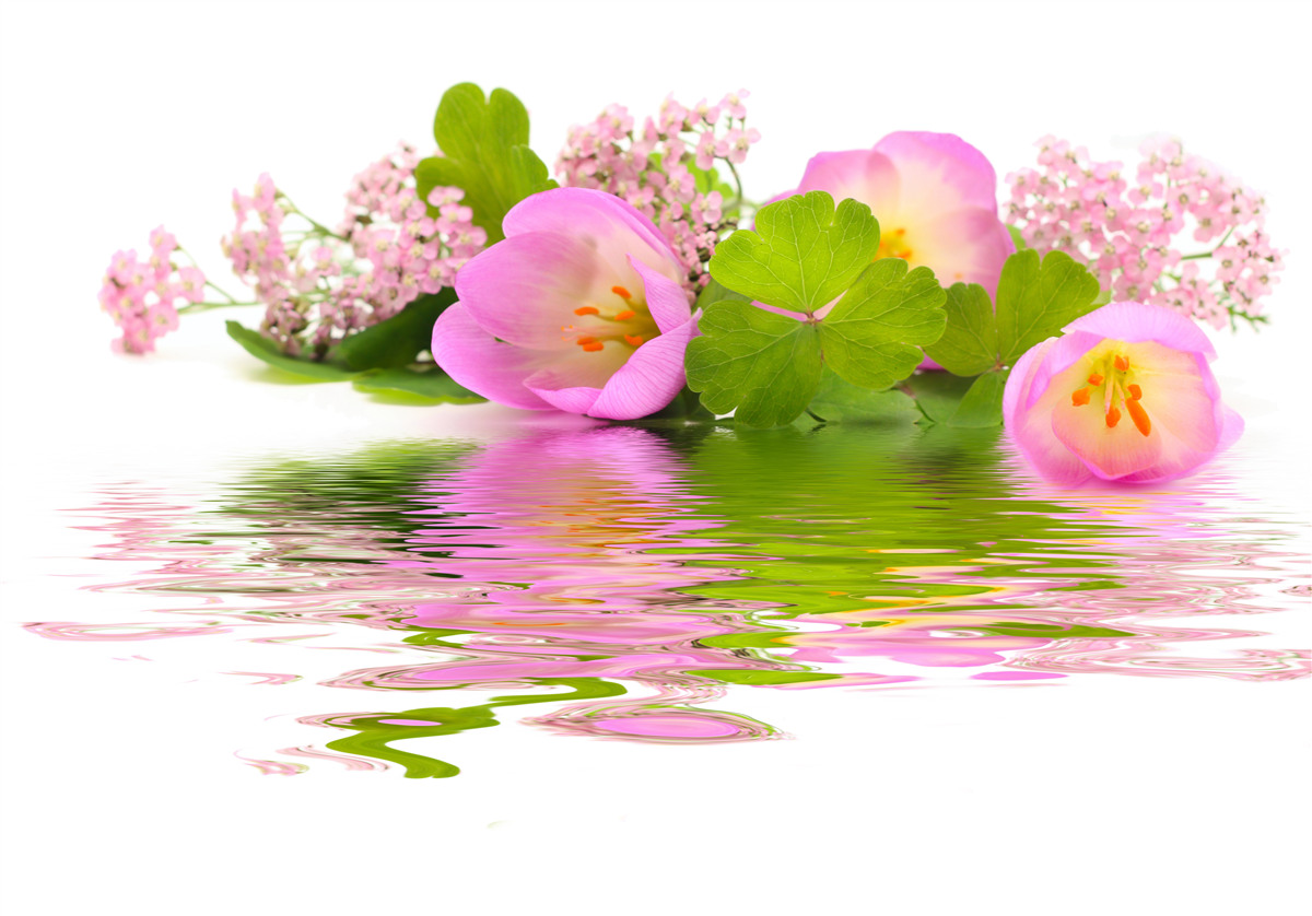 Papier peint composition gracieuse de fleurs roses à la surface de l'eau