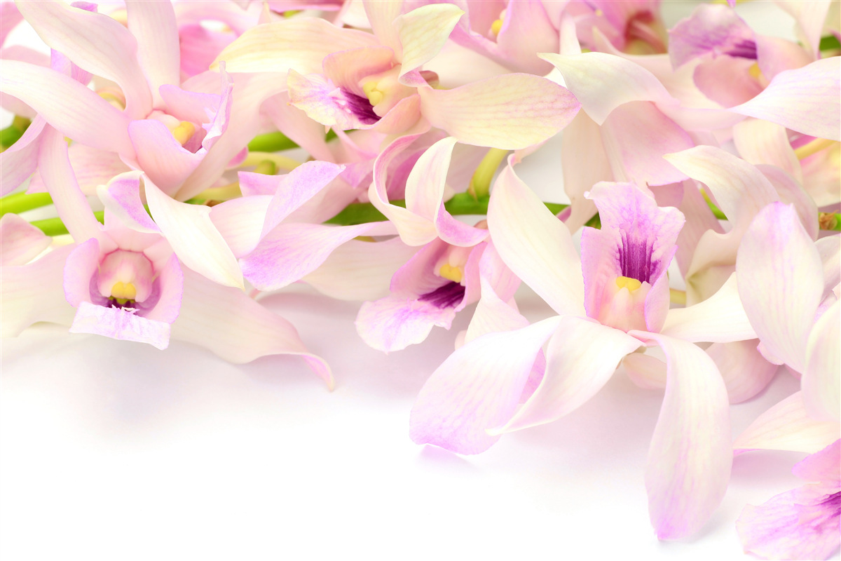 Papier peint boutons de fleurs roses délicats