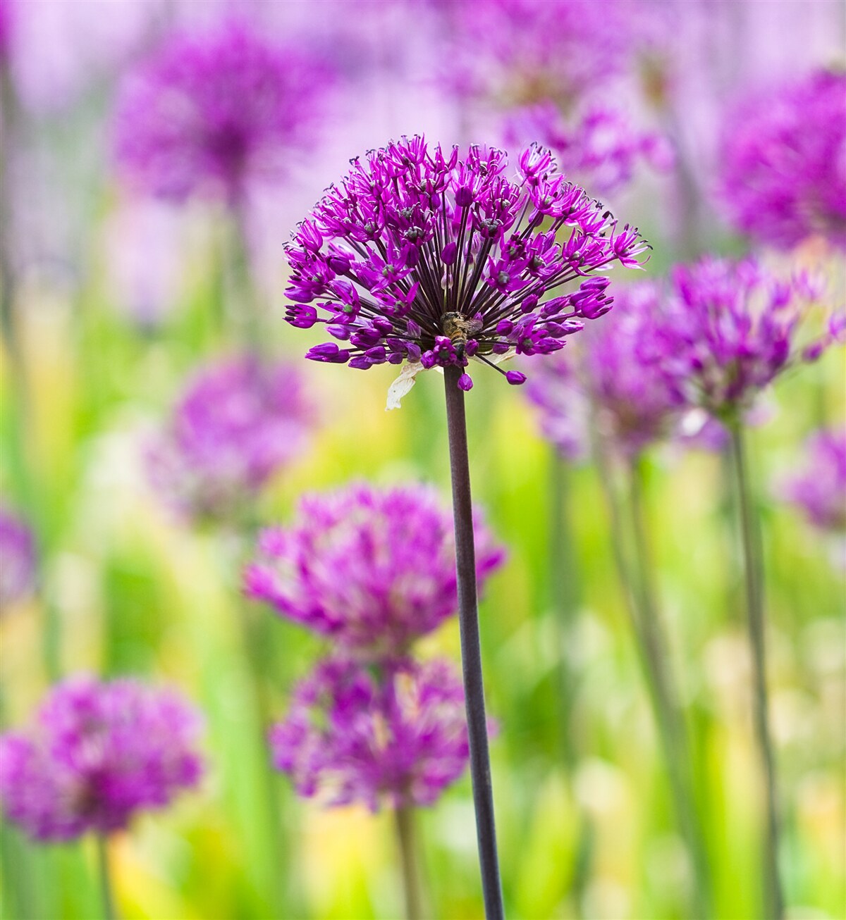 Papier peint fleurs violettes délicates poussant dans les prés