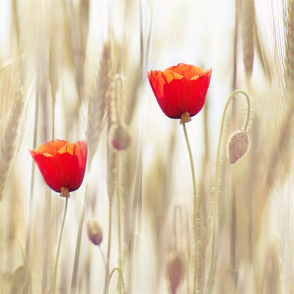 Papier peint des coquelicots écarlates poussent dans un champ de blé