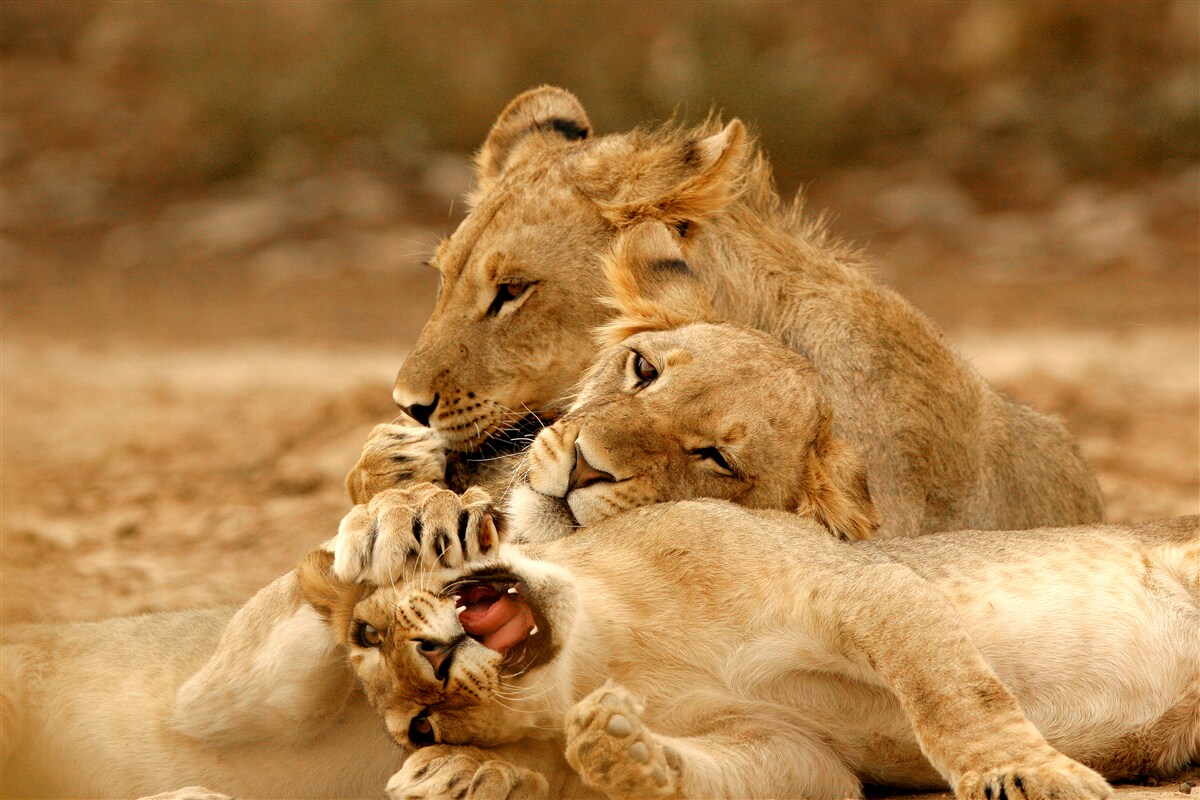 Papier peint une famille de lions s'est installée sur une surface sablonneuse