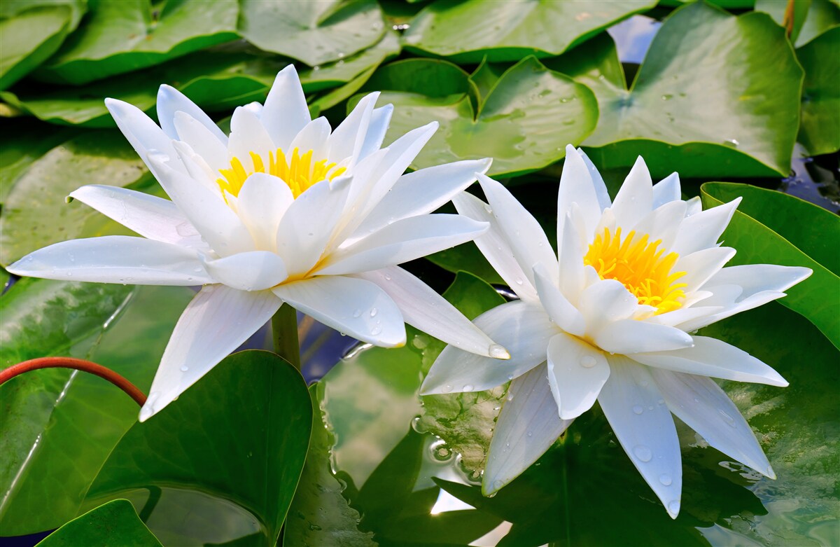 Papier peint nénuphars blancs parmi les feuilles vertes
