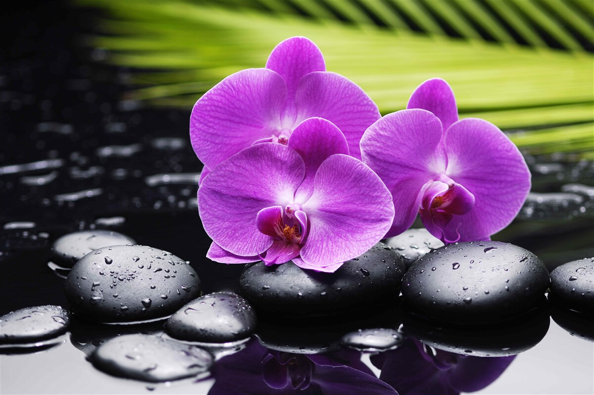 Papier peint orchidée pourpre sur une pierre noire près de l'eau