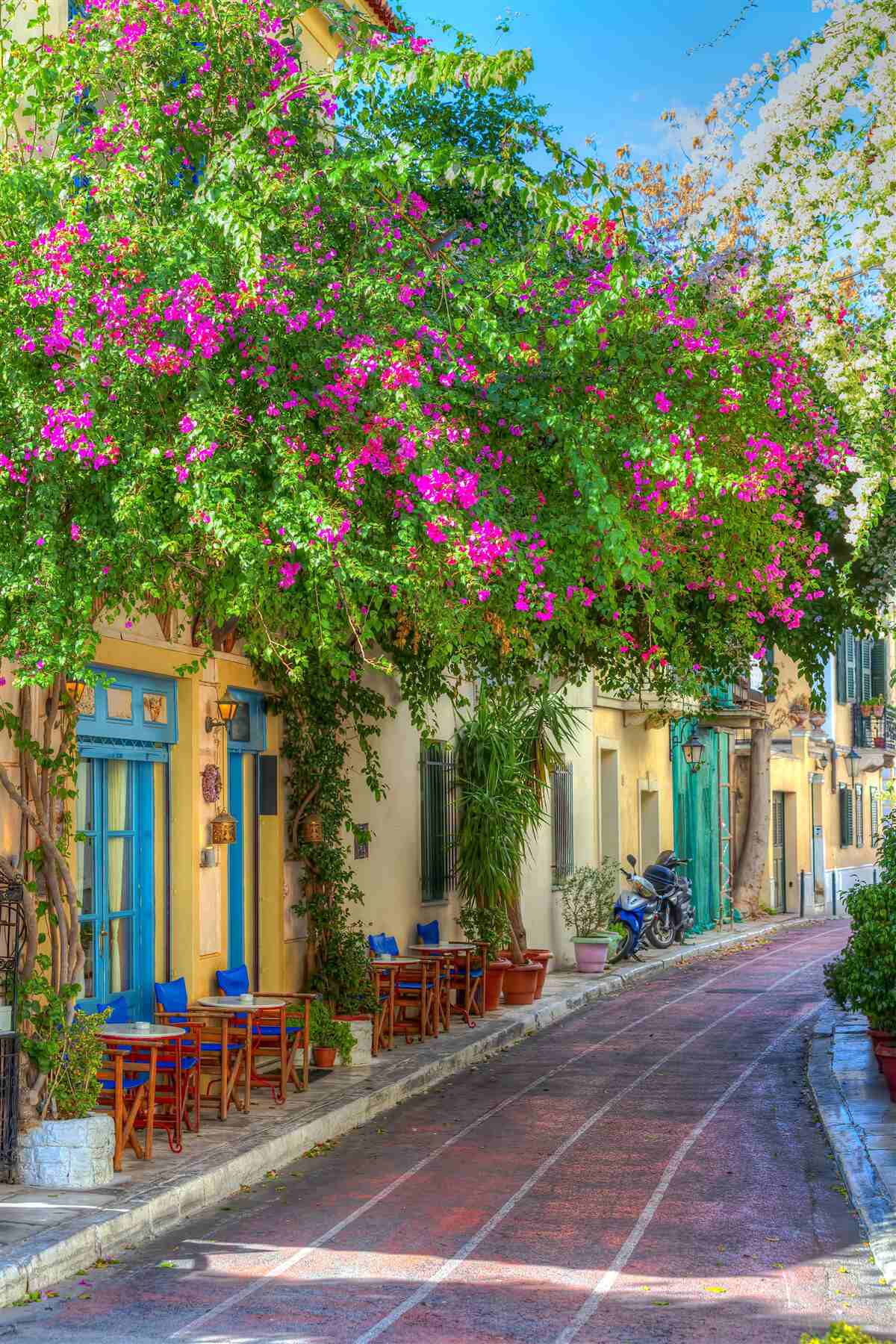 Papier peint verdure dense au-dessus des maisons