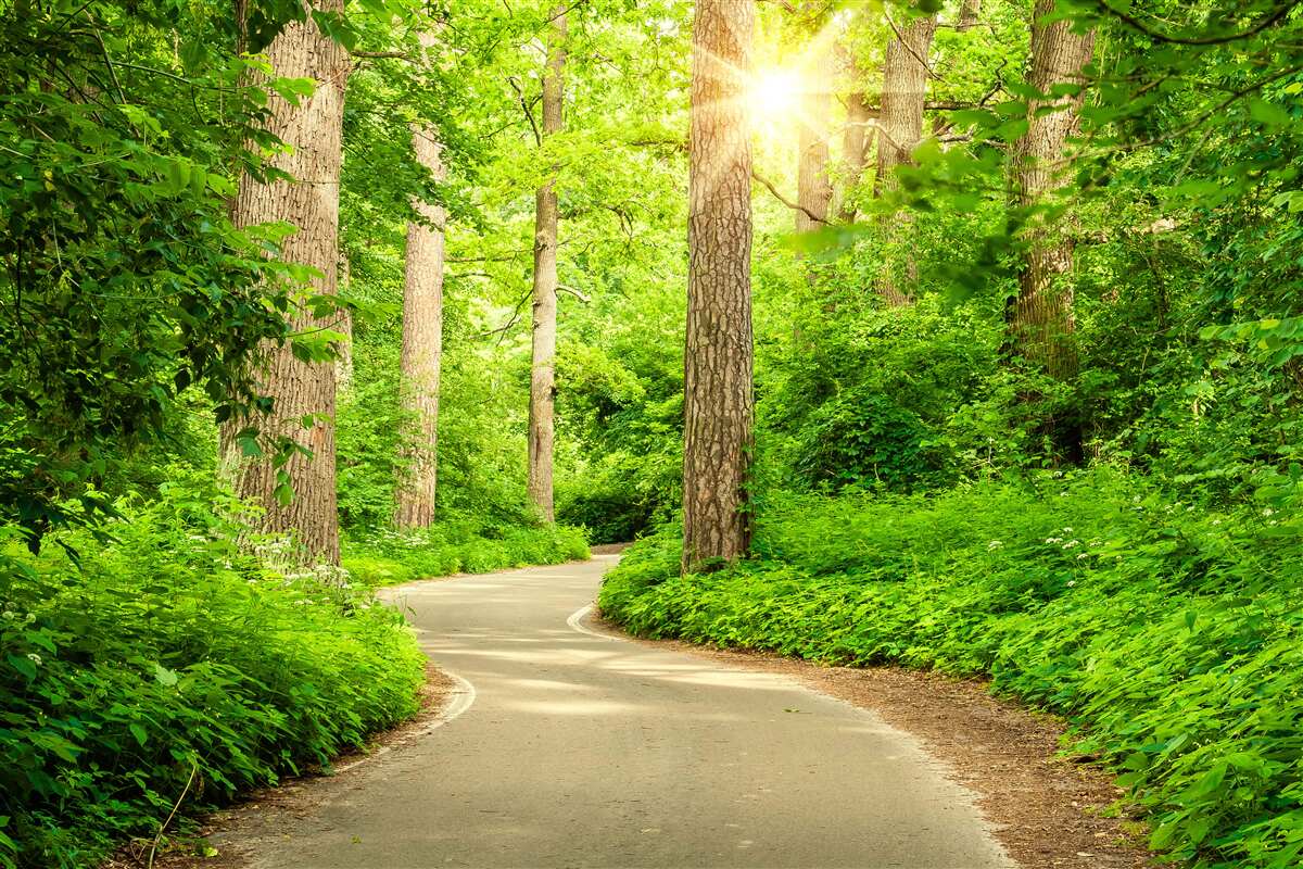 Papier peint journée lumineuse dans la forêt d'émeraude