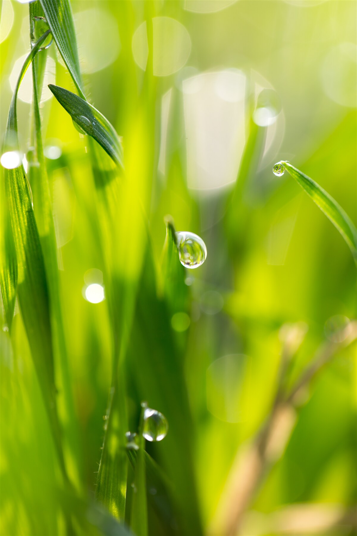 Papier peint la rosée du matin tombe sur l'herbe