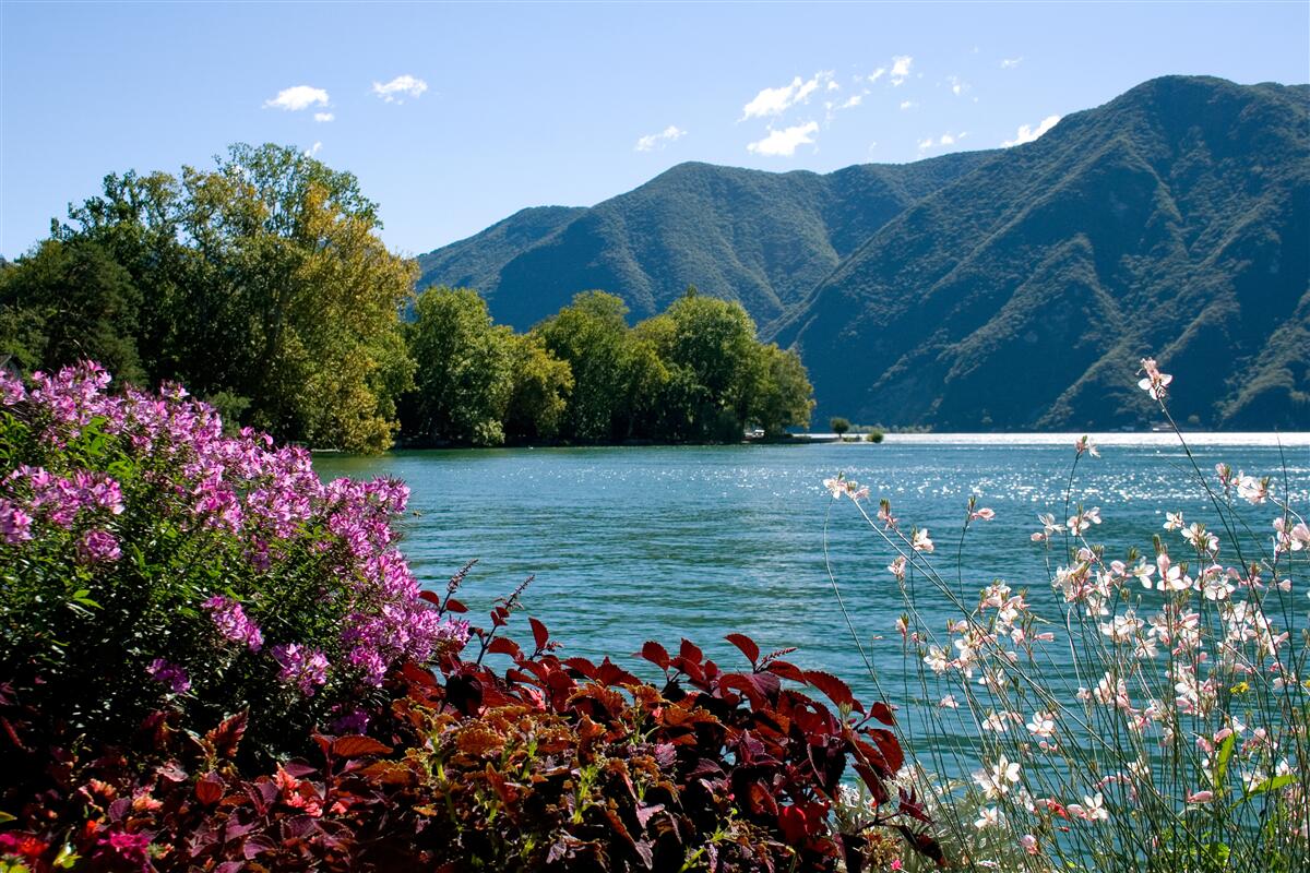 Papier peint lac de montagne paisible et plantes d'été en fleurs