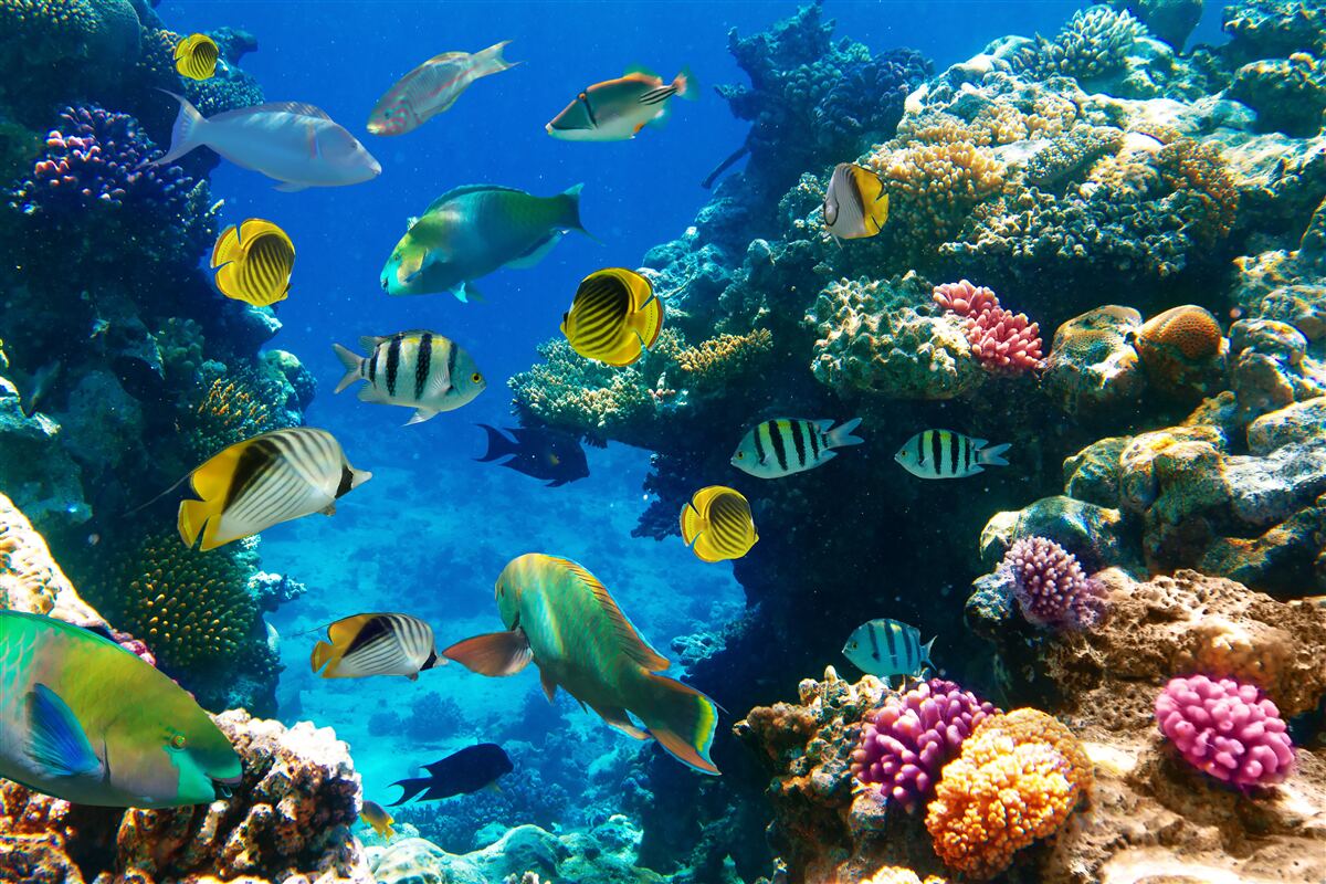 Papier peint des habitants de la mer avisés