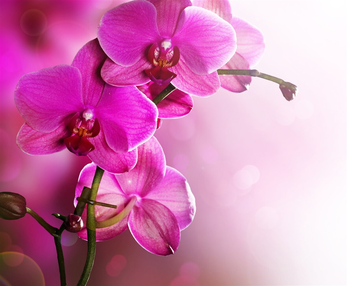 Papier peint une gracieuse branche d'orchidée lilas au soleil