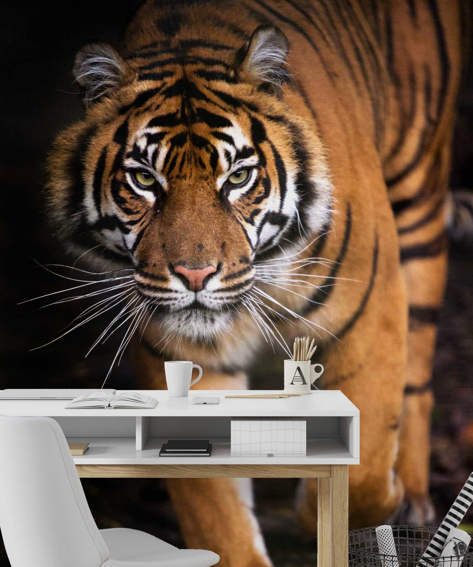 Papier peint tigre adulte sur la pointe des pieds