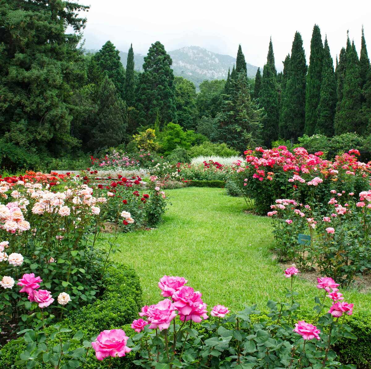 Papier peint fleurs dans le jardin près de la maison