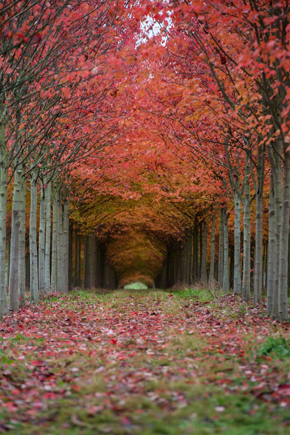 Papier peint arche de cerisier