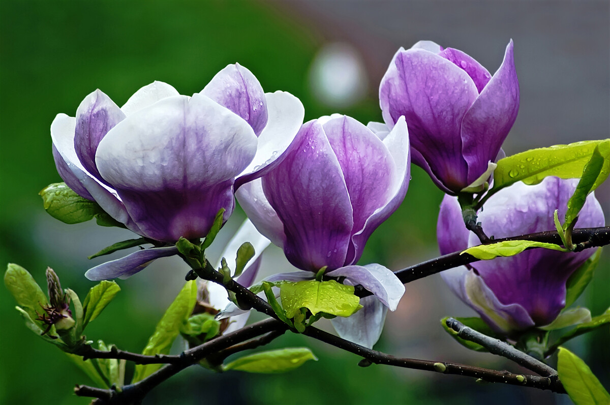 Papier peint fleurs gracieuses sur des tiges émeraude