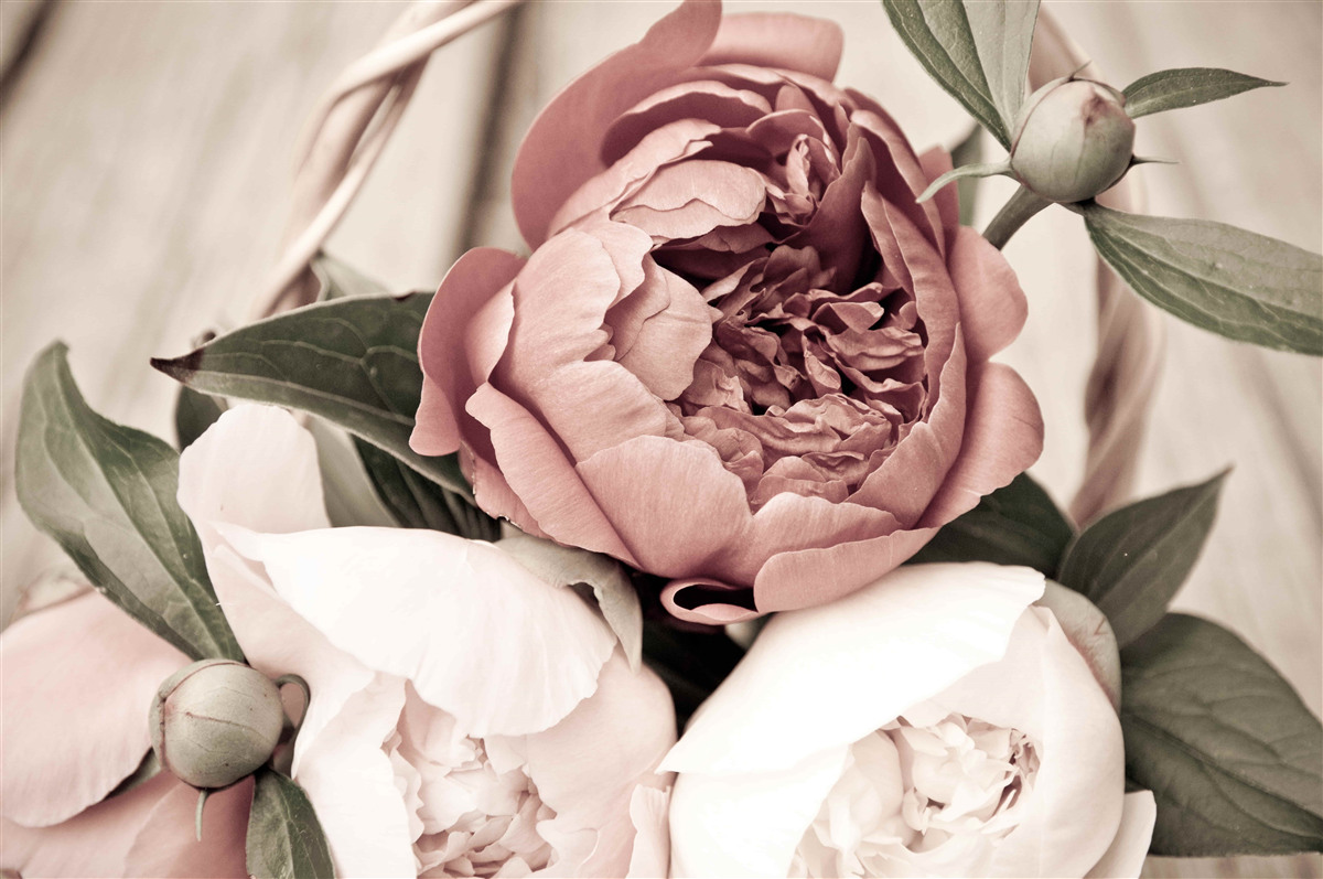 Papier peint rose délicate aux pétales luxuriants ressemblant à des pivoines