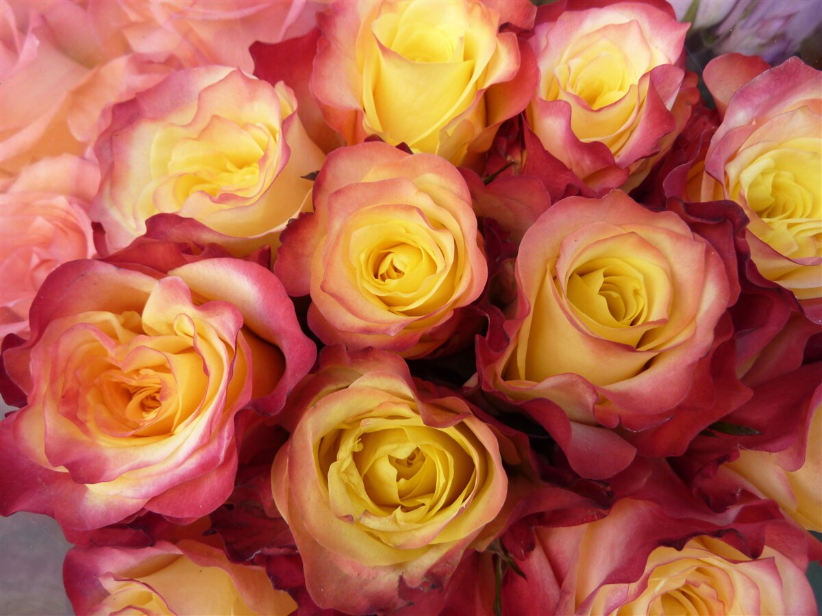 Papier peint tulipes roses avec centre jaune