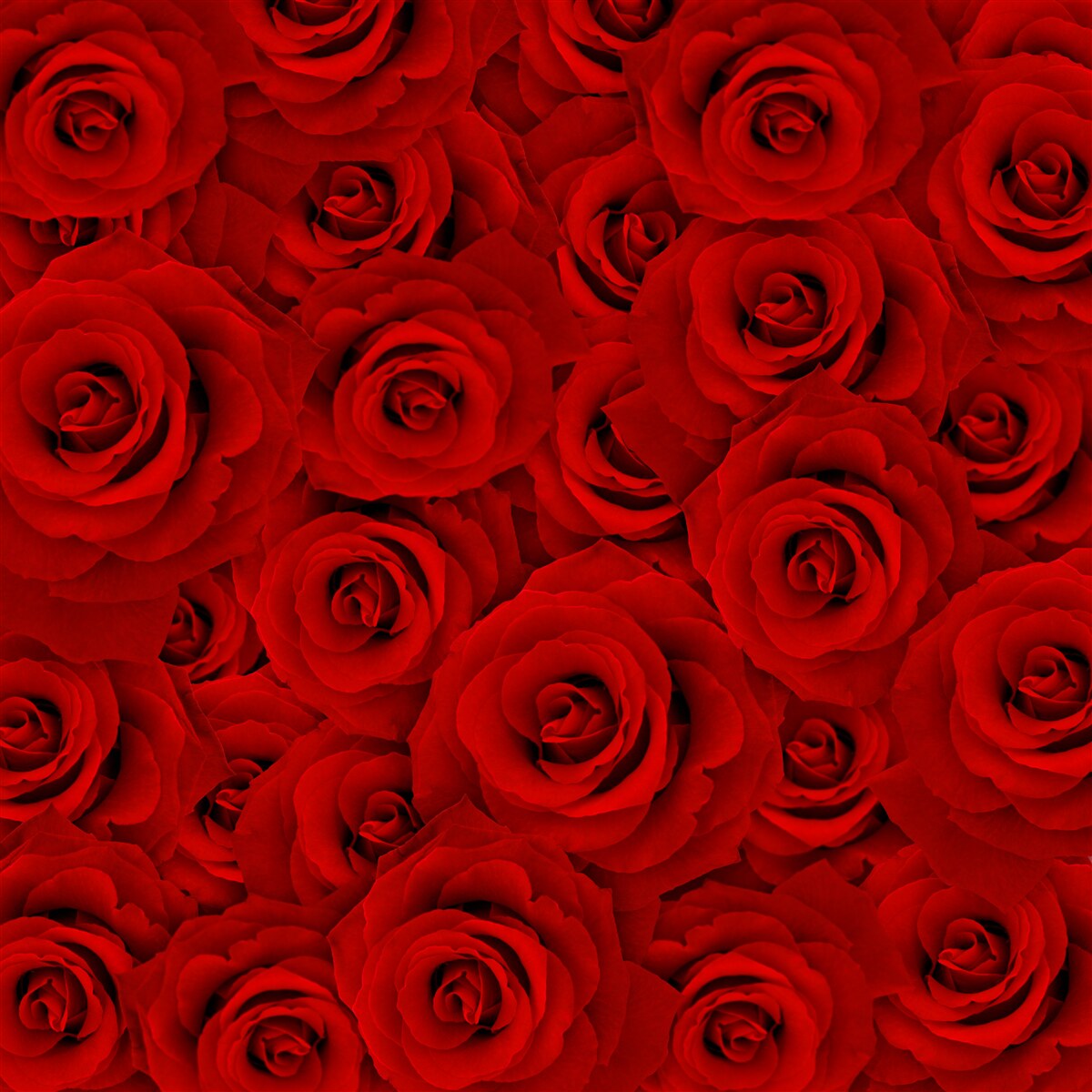 Papier peint de nombreuses roses rouges