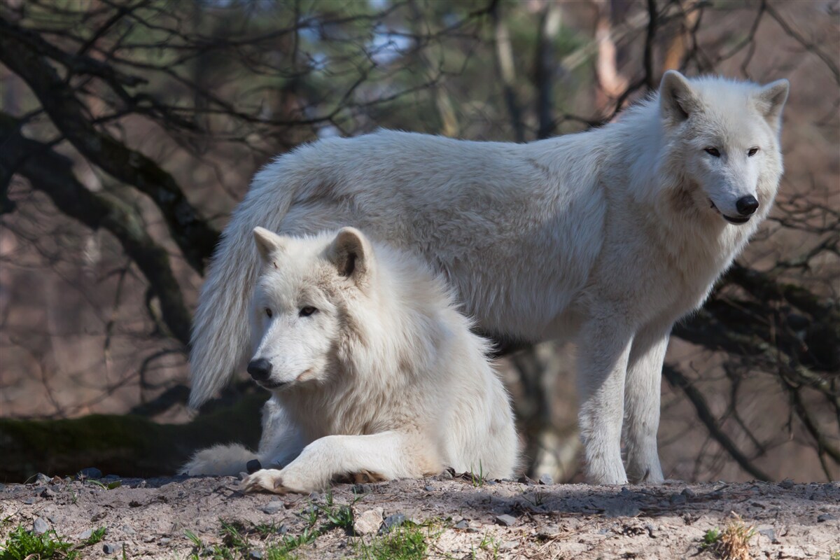 Papier peint les loups deviennent blancs dans une forêt couverte de feuilles mortes