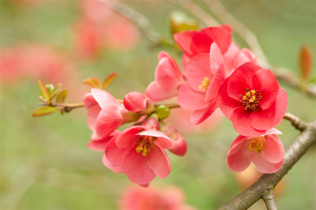 Papier peint fleurs écarlates sur un arbre