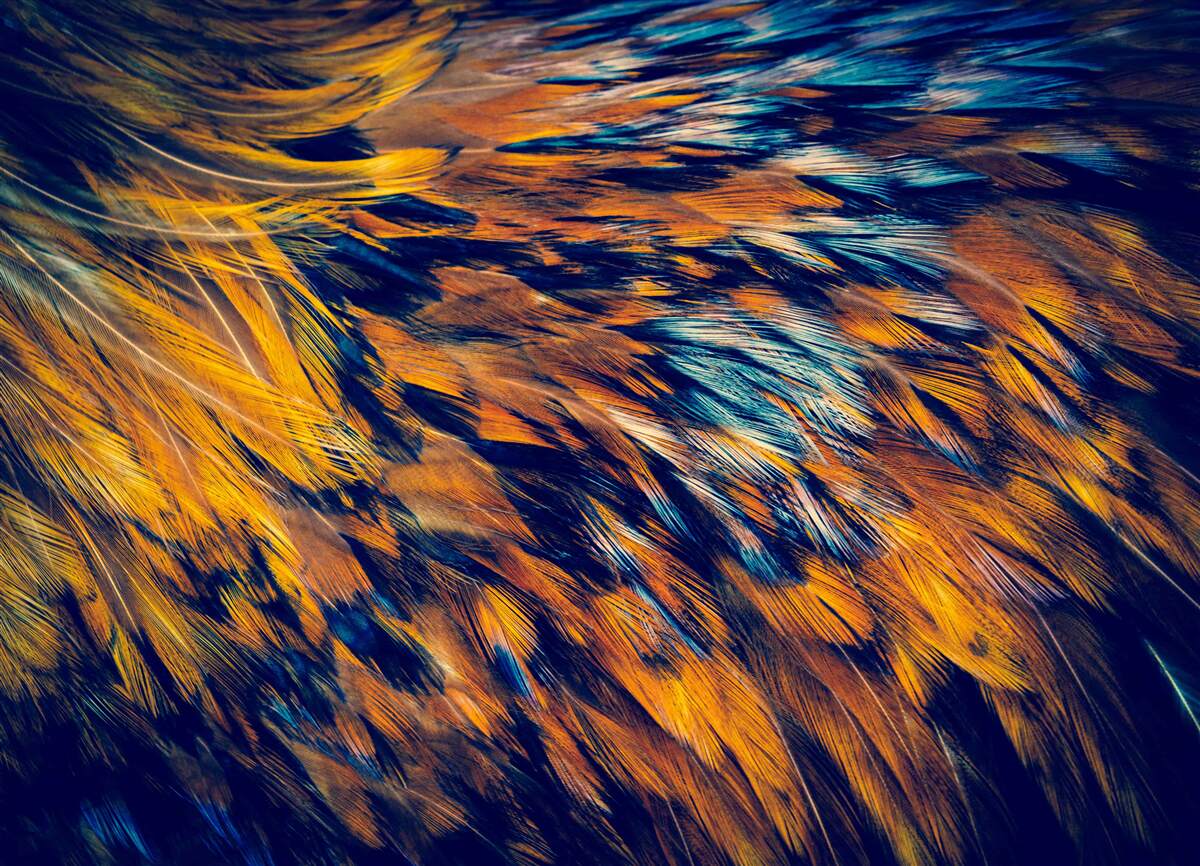 Papier peint les tiges de blé dorées dans les rayons du soleil couchant