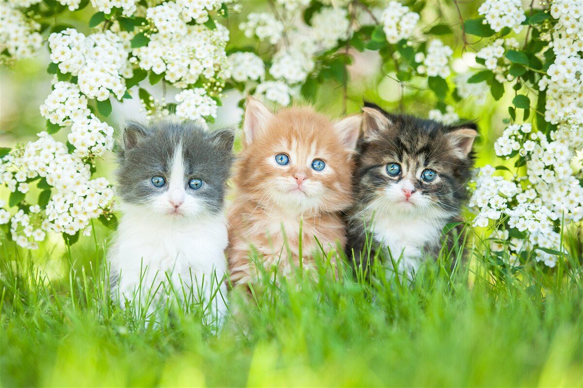 Papier peint chatons dans un pré en fleurs