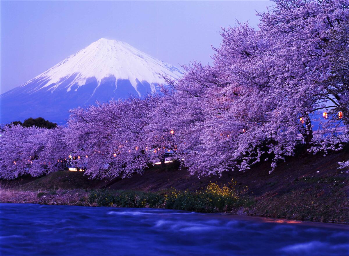 Papier peint arbres avec des fleurs violettes sur fond de Mt. fuji