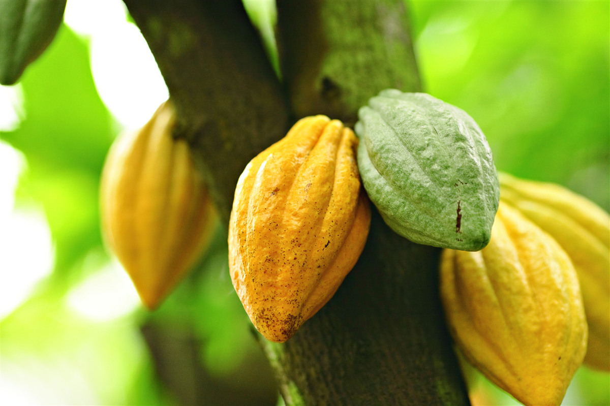 Papier peint fèves de cacao mûres sur l'arbre