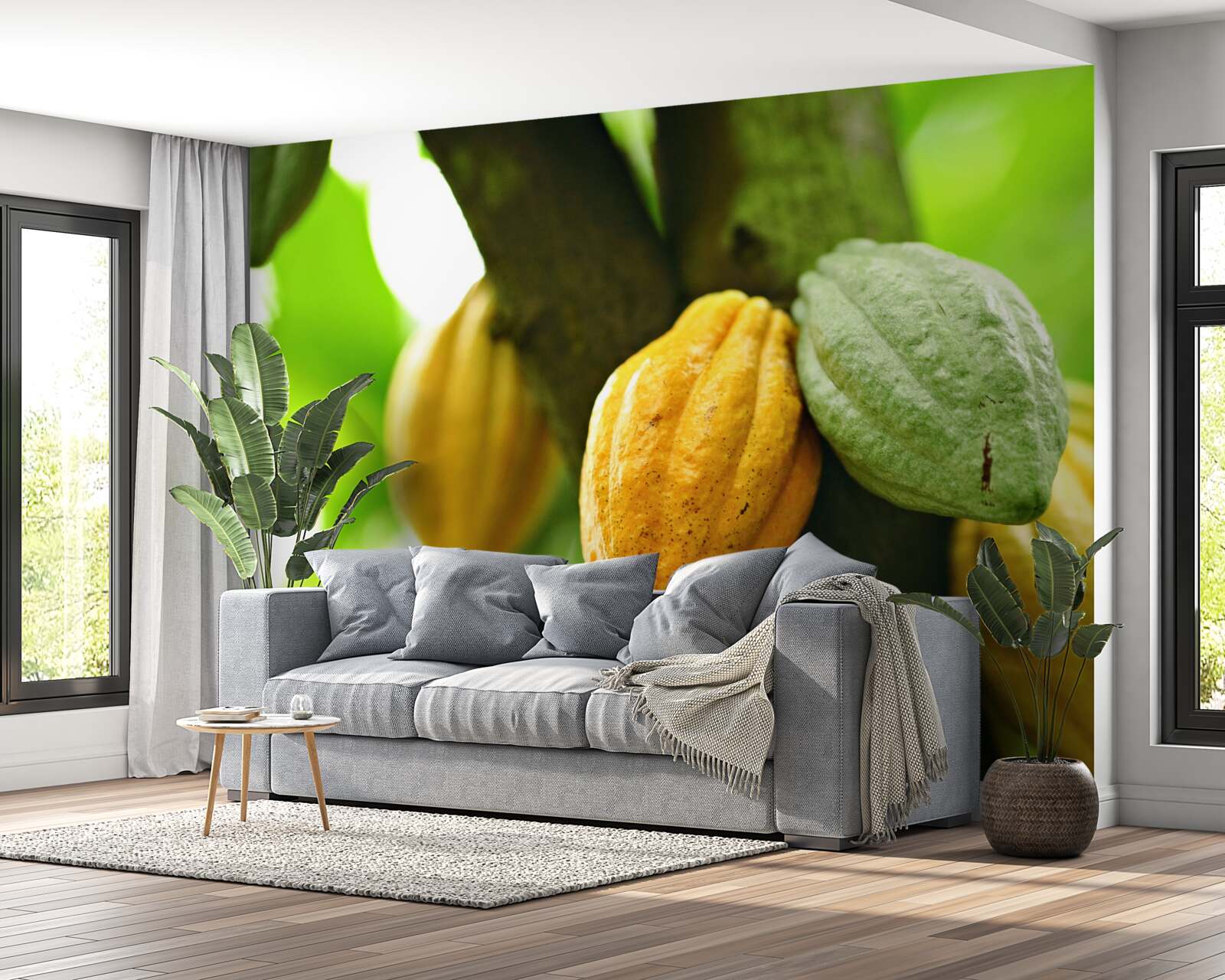 Papier peint fèves de cacao mûres sur l'arbre