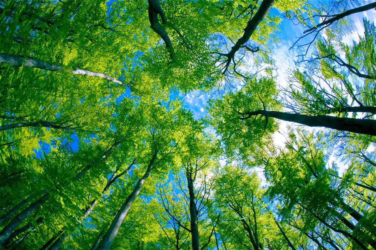 Papier peint forêt de couleur émeraude avec un ciel bleu en arrière-plan