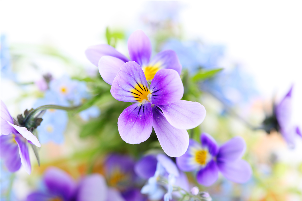 Papier peint par temps clair, des fleurs bleues délicates
