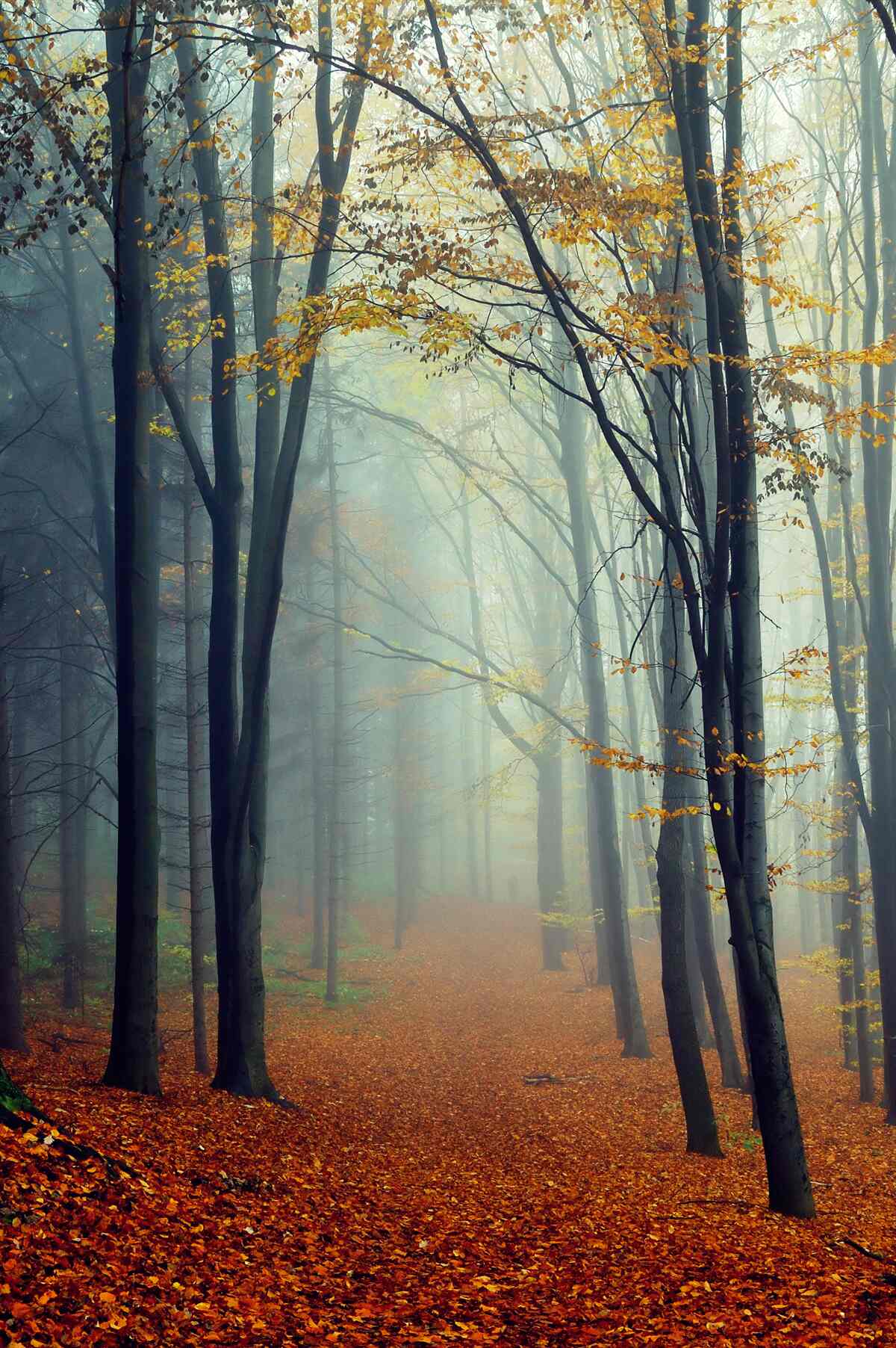 Papier peint forêt d'automne enveloppée de brume