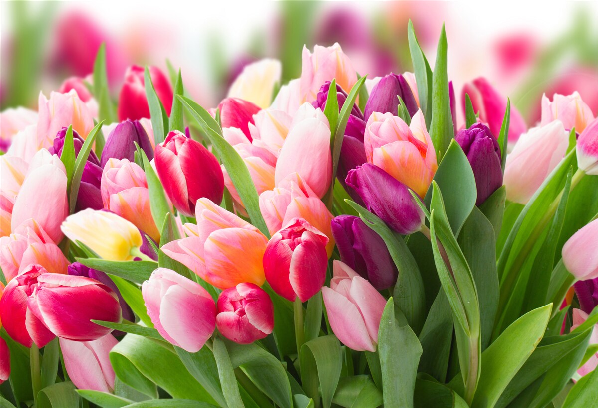 Papier peint tulipes printanières lumineuses avec feuilles vertes