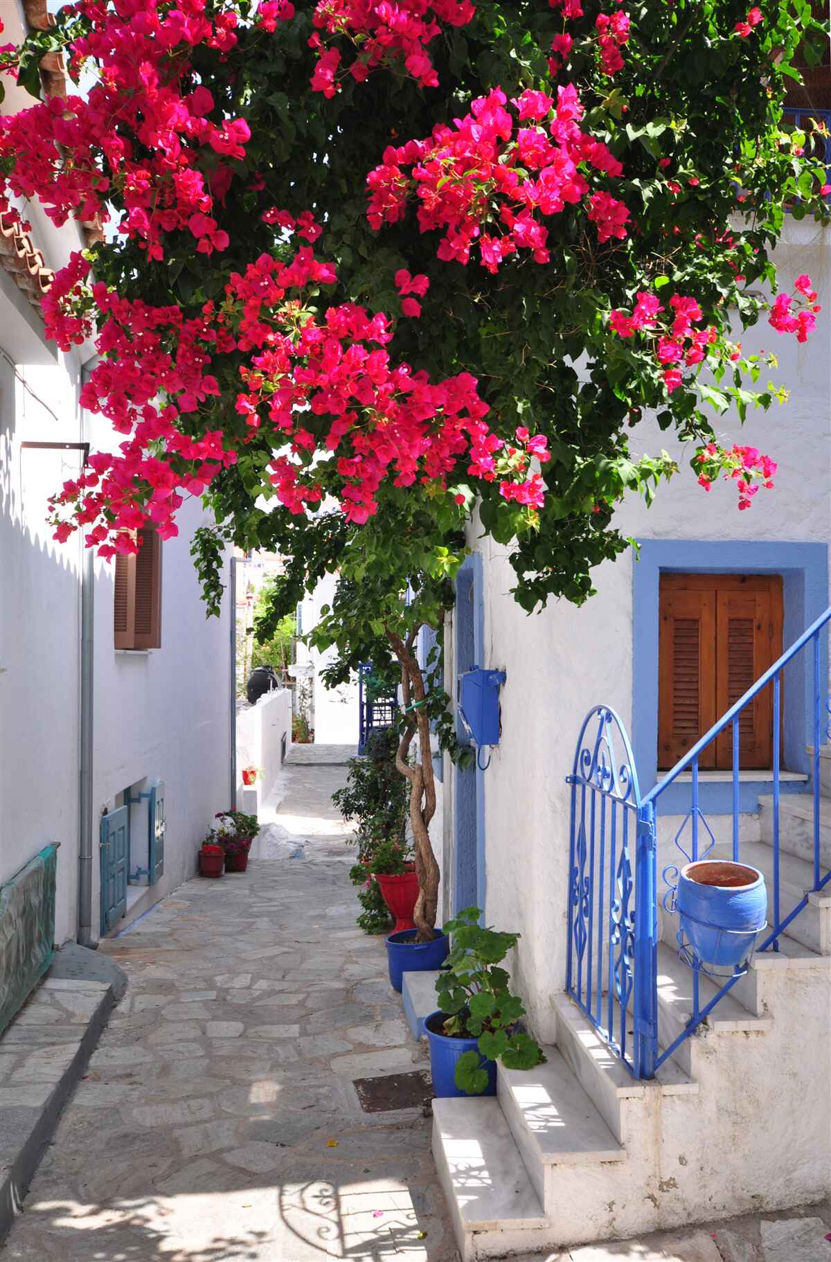 Papier peint En Grèce, les fleurs rouges poussent près des maisons blanches.