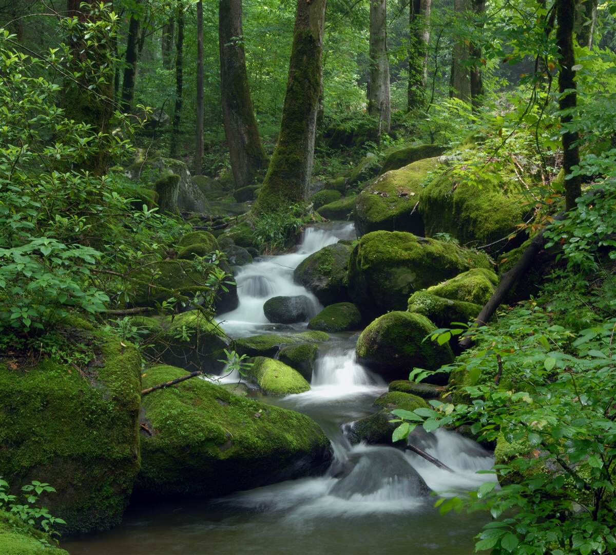 Papier peint un petit ruisseau dans le vert dense de la forêt
