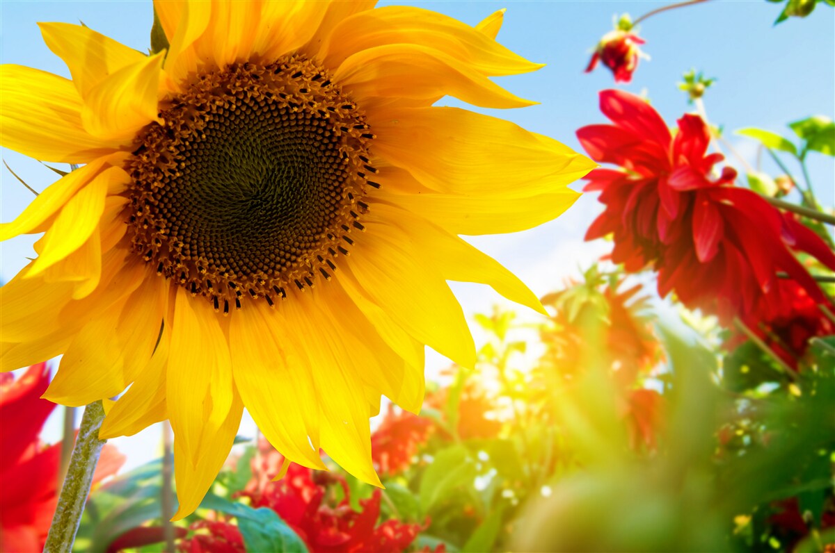 Papier peint un tournesol ensoleillé par une journée ensoleillée