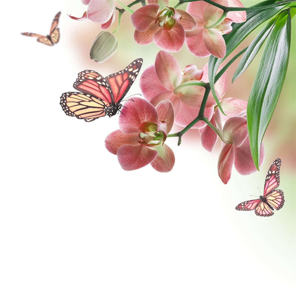 Papier peint papillons survolant des bourgeons en fleurs