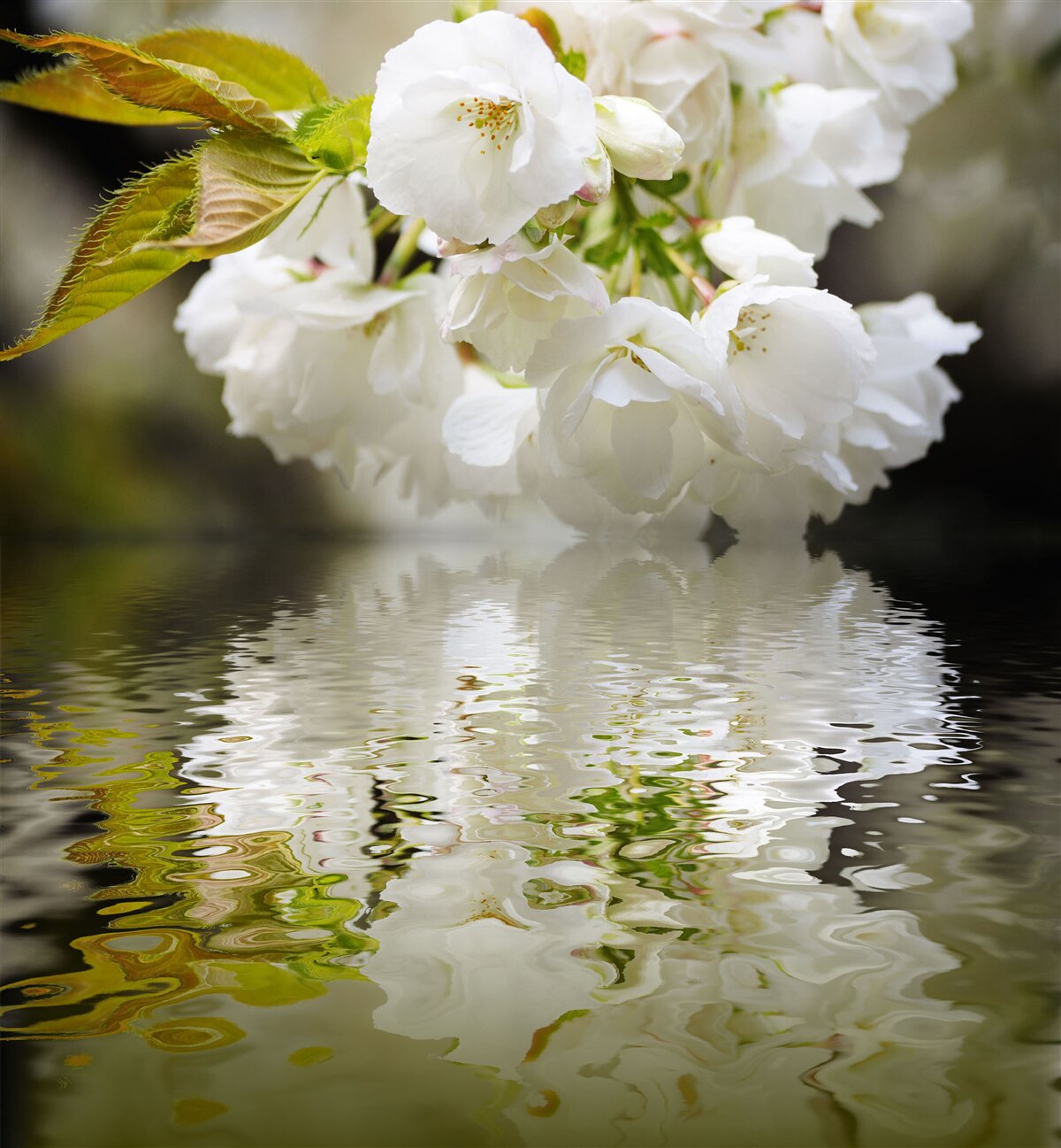 Papier peint des fleurs de sakura dans des tons blancs se penchent sur la surface de l'eau