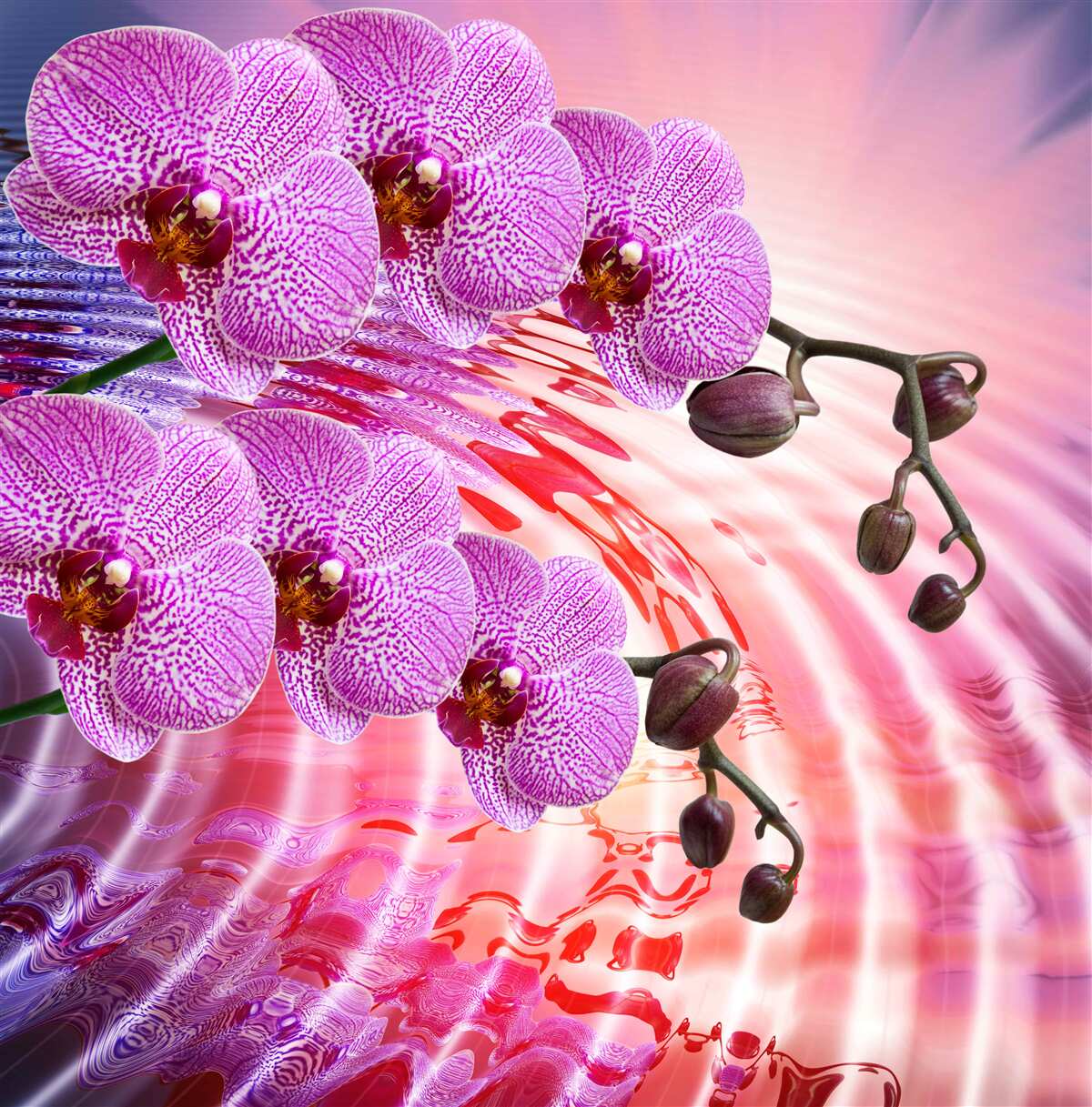 Papier peint reflet d'une orchidée léopard avec des branches lilas