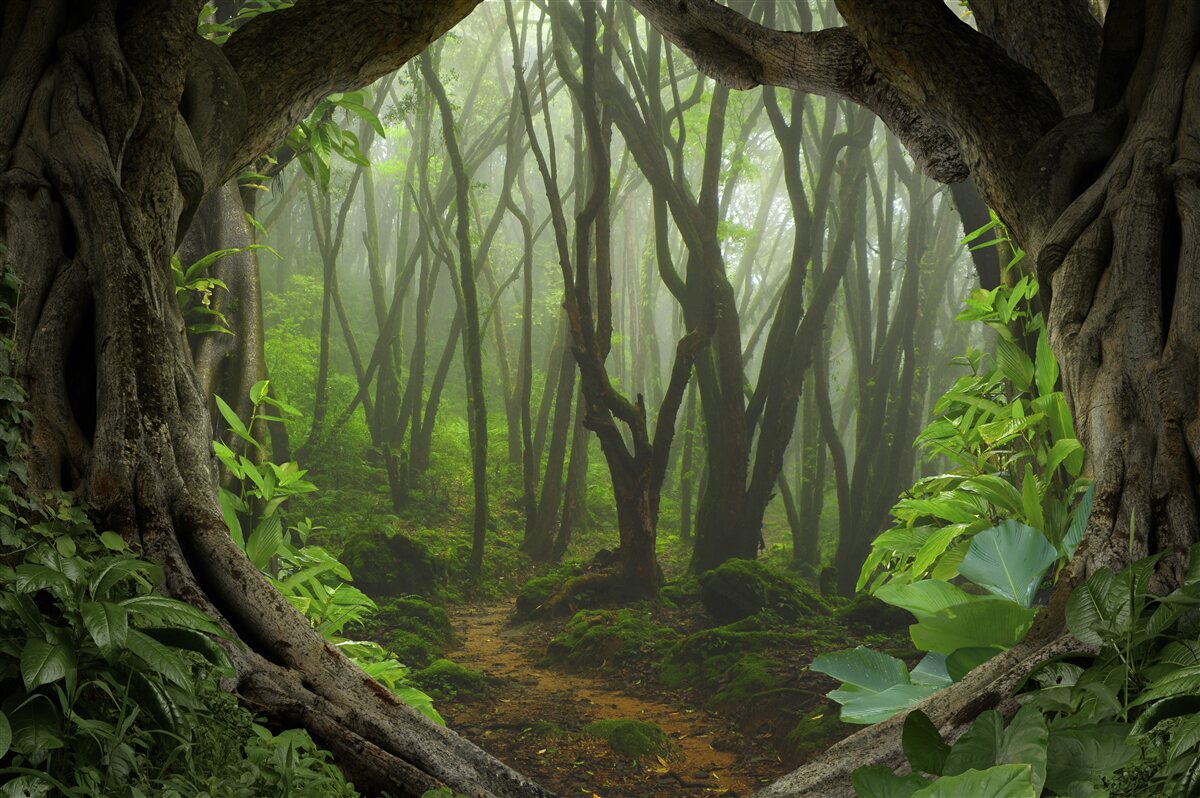 Papier peint palissade d'arbres luxuriante et émeraude