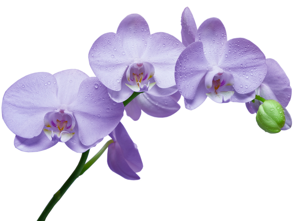 Papier peint la branche même d'une orchidée lilas brillante
