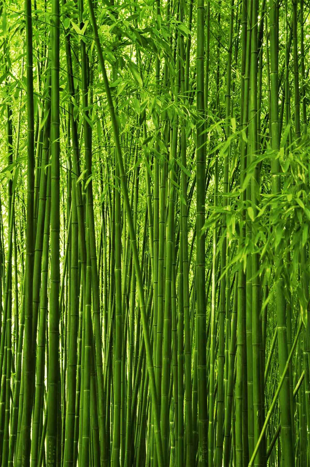 Papier peint formation dense de fins fourrés de bambous