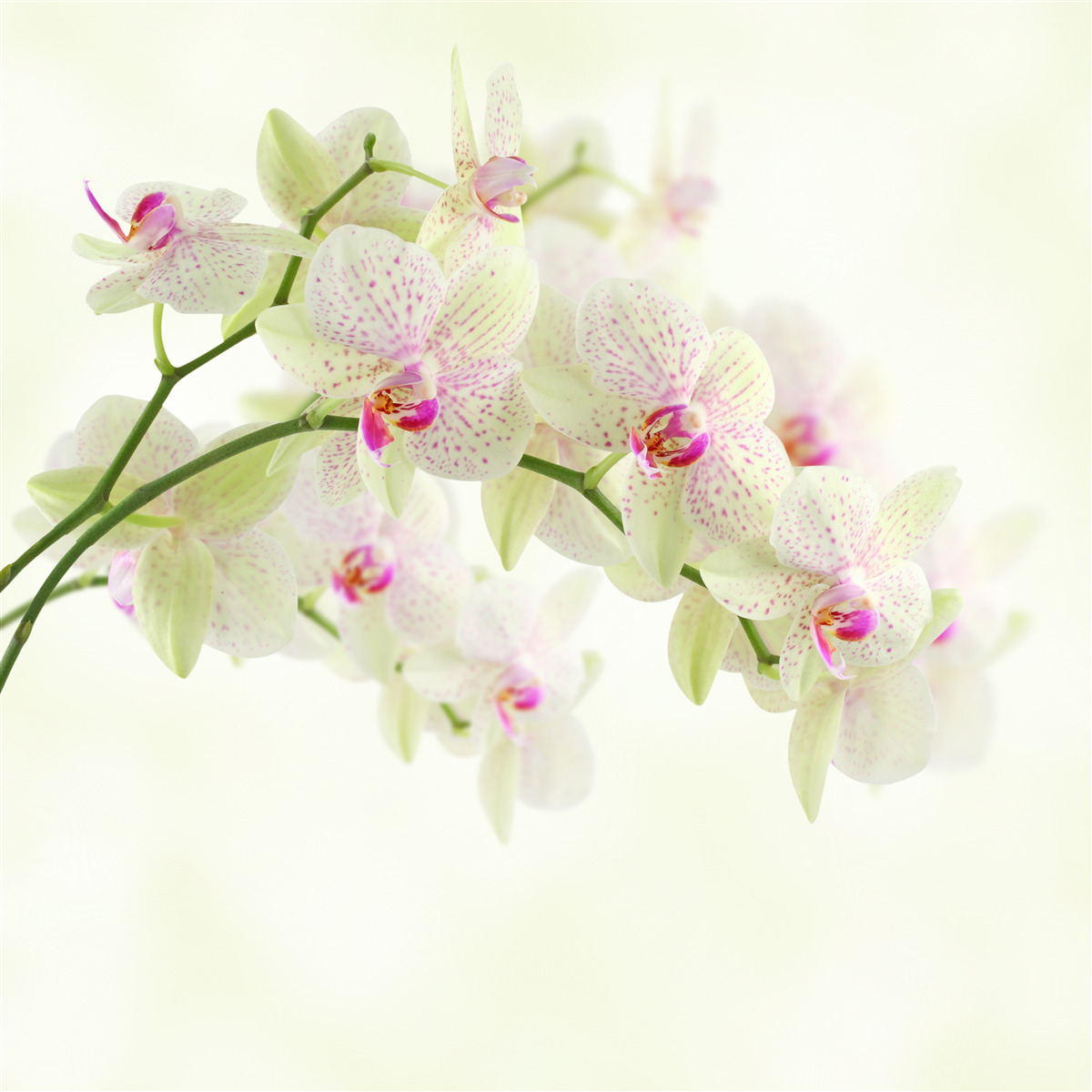 Papier peint des branches exceptionnellement luxuriantes avec des bourgeons d'orchidées