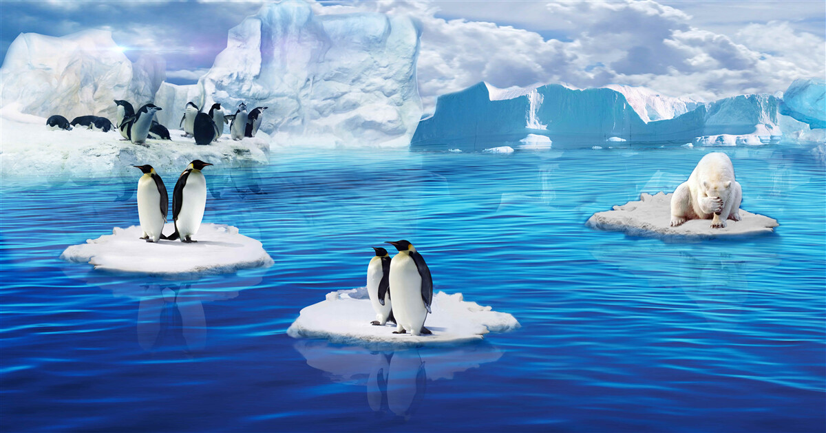 Papier peint familles de manchots sur les plates-formes de glace