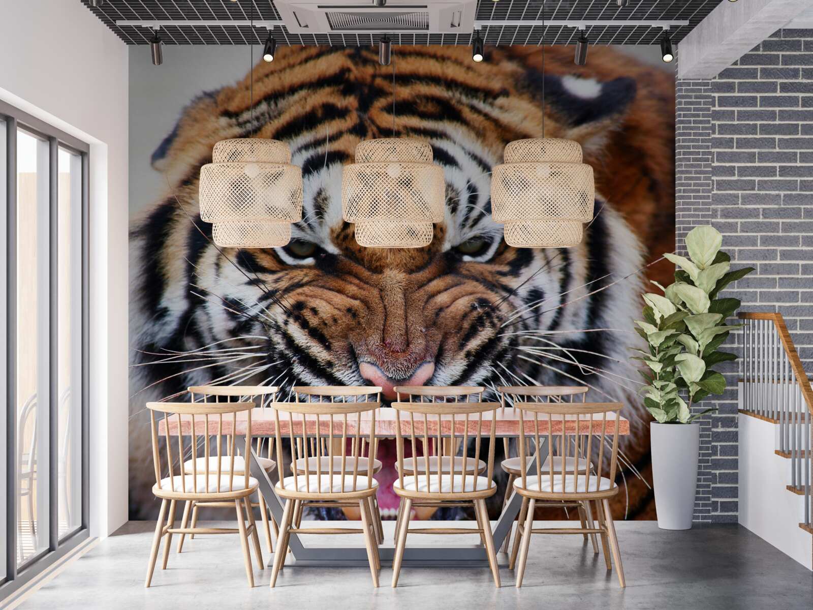 Papier peint un tigre adulte en colère rugit