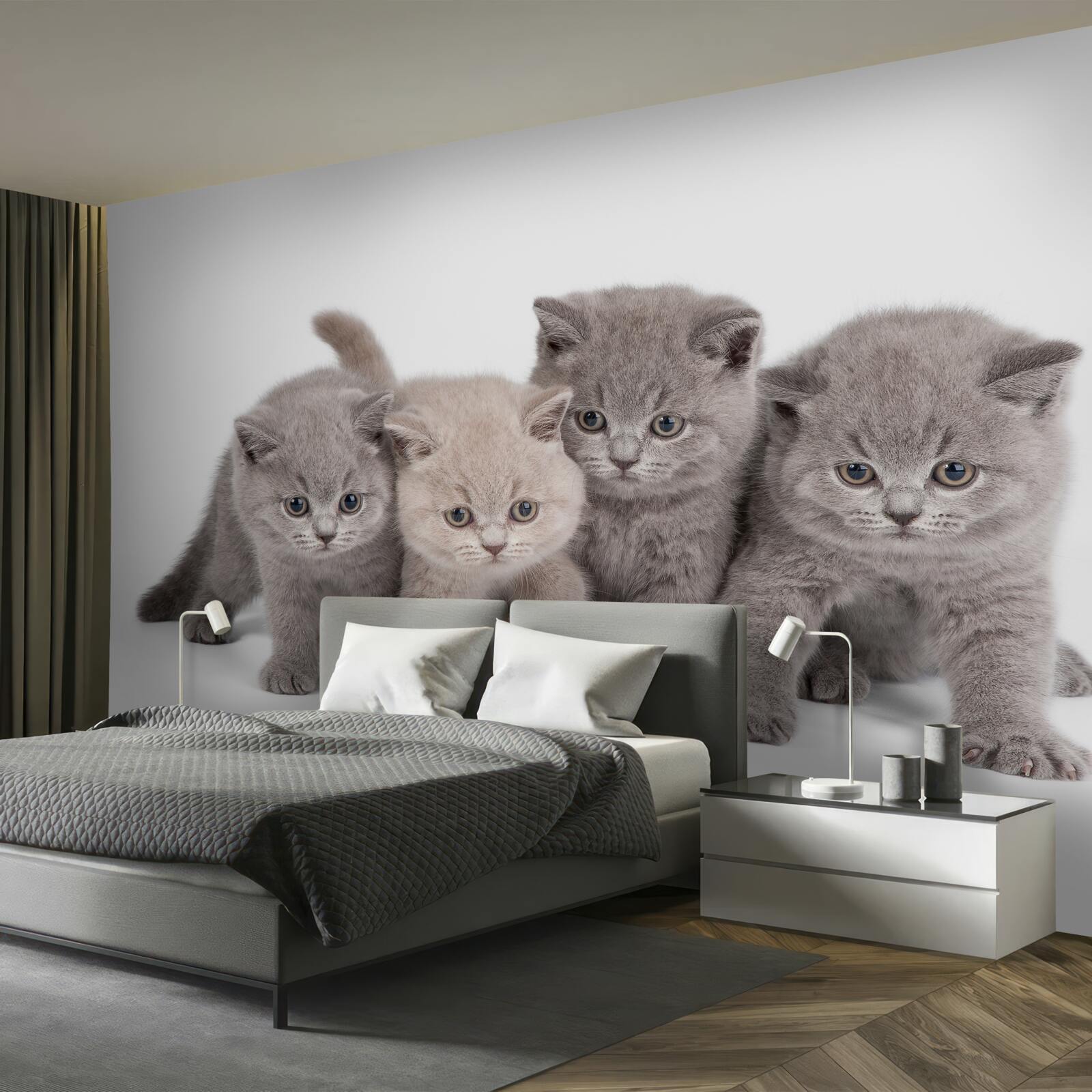 Papier peint quatre petits chatons mignons