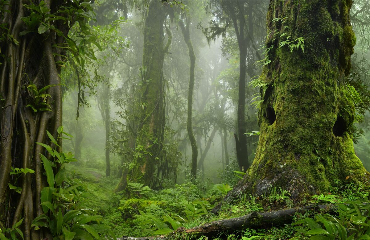 Papier peint fortes pluies dans une forêt ancienne